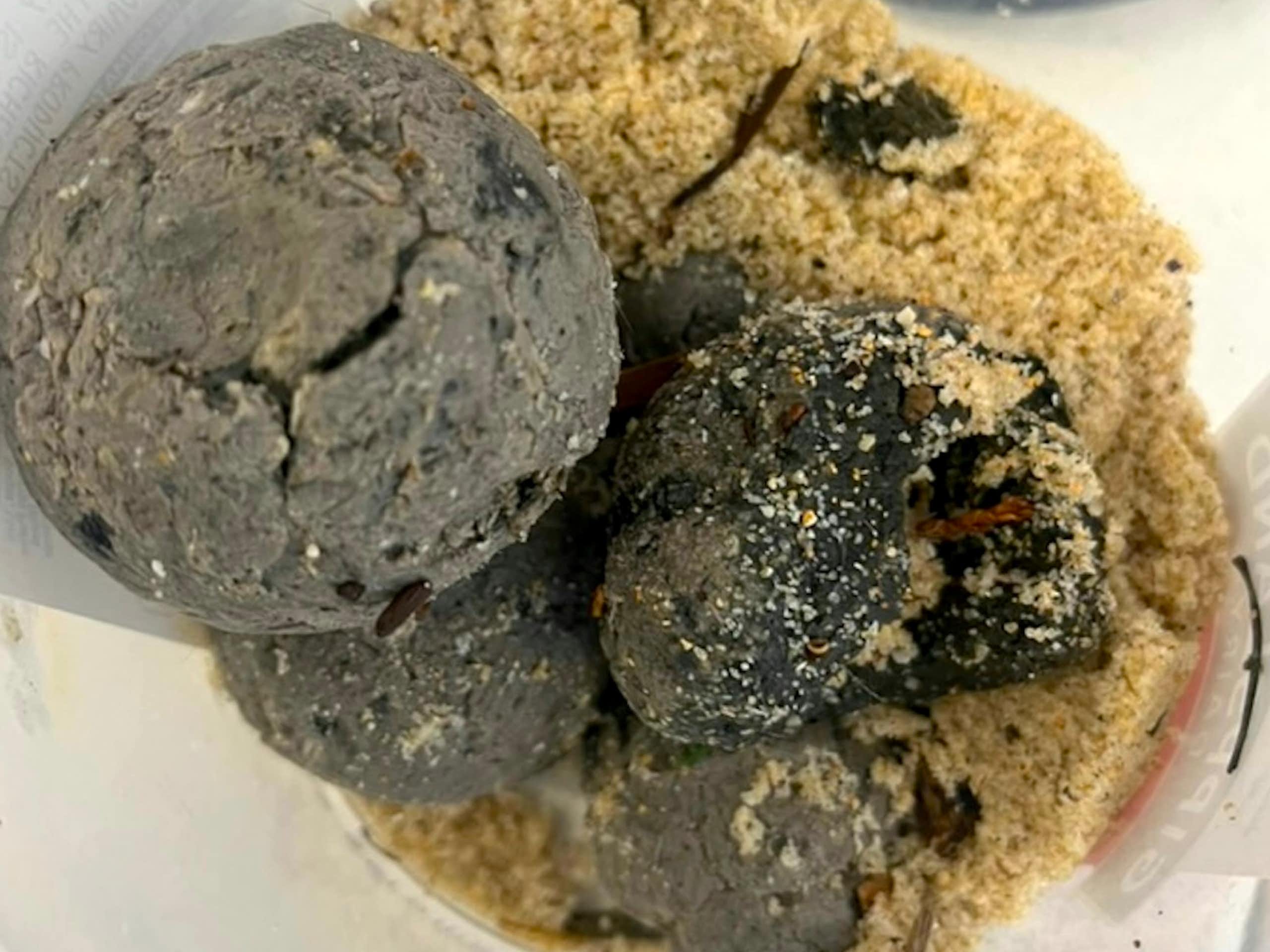 Photo of several black blobs in a plastic bucket partly filled with sand.