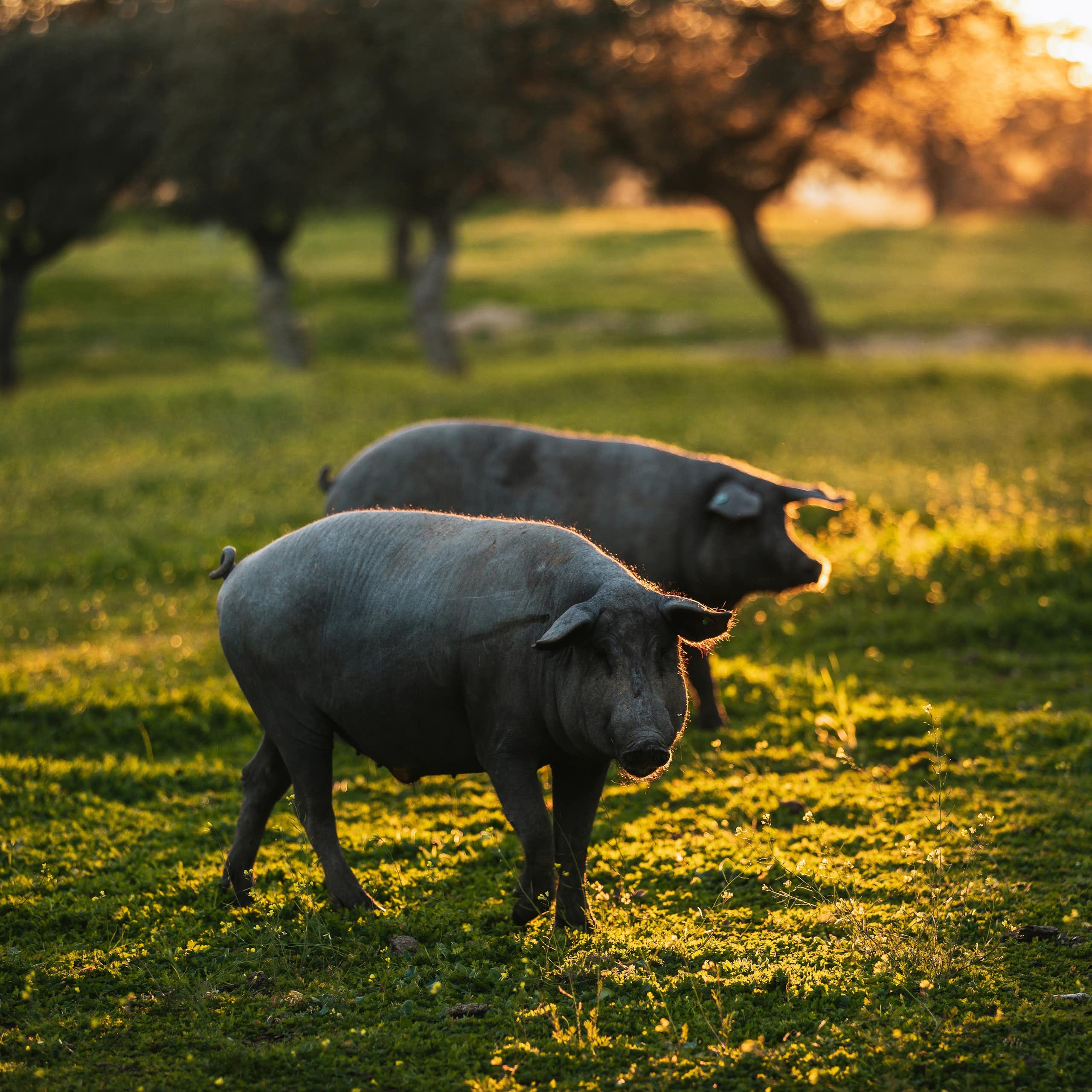 Pigs in a field.