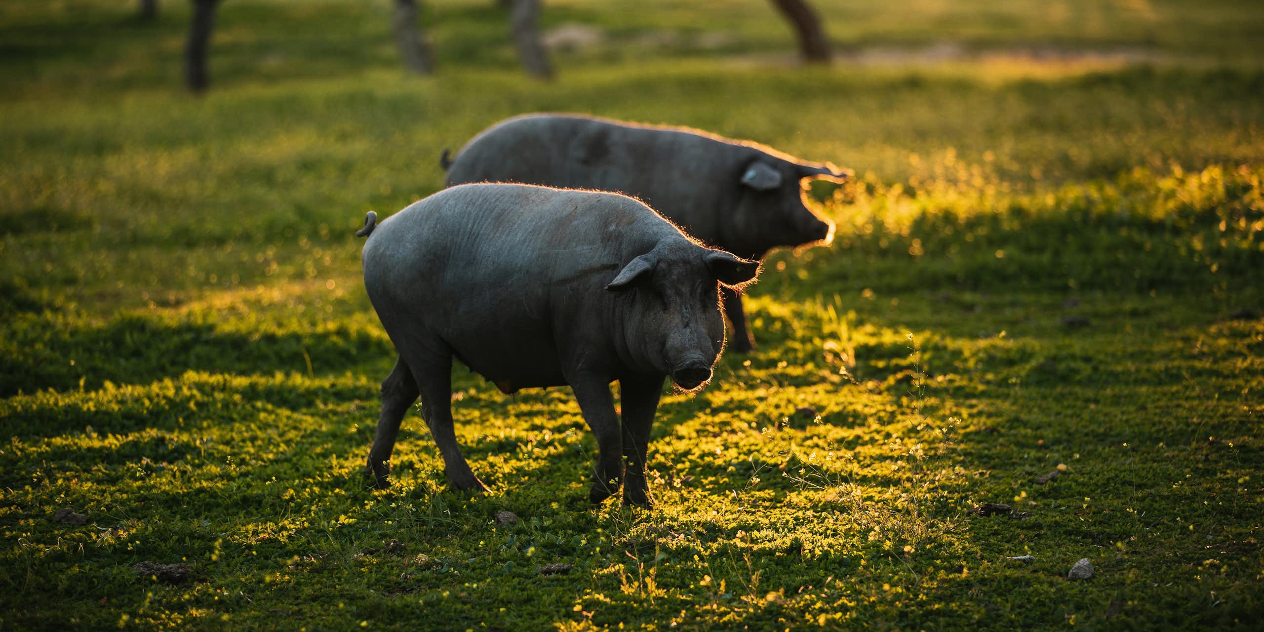 Pigs in a field.