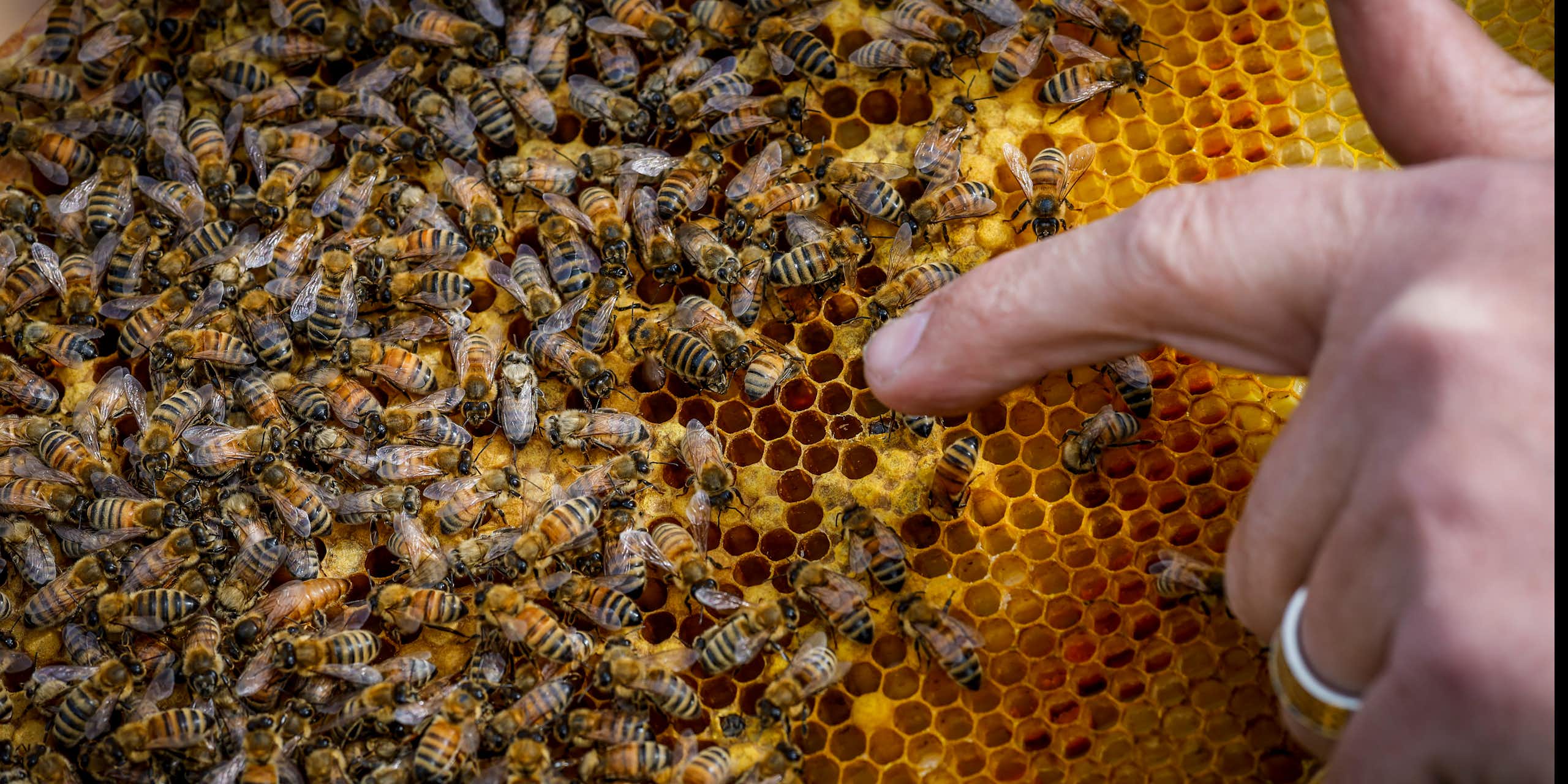 A hive of bees crawl over honeycomb next to a human hand.