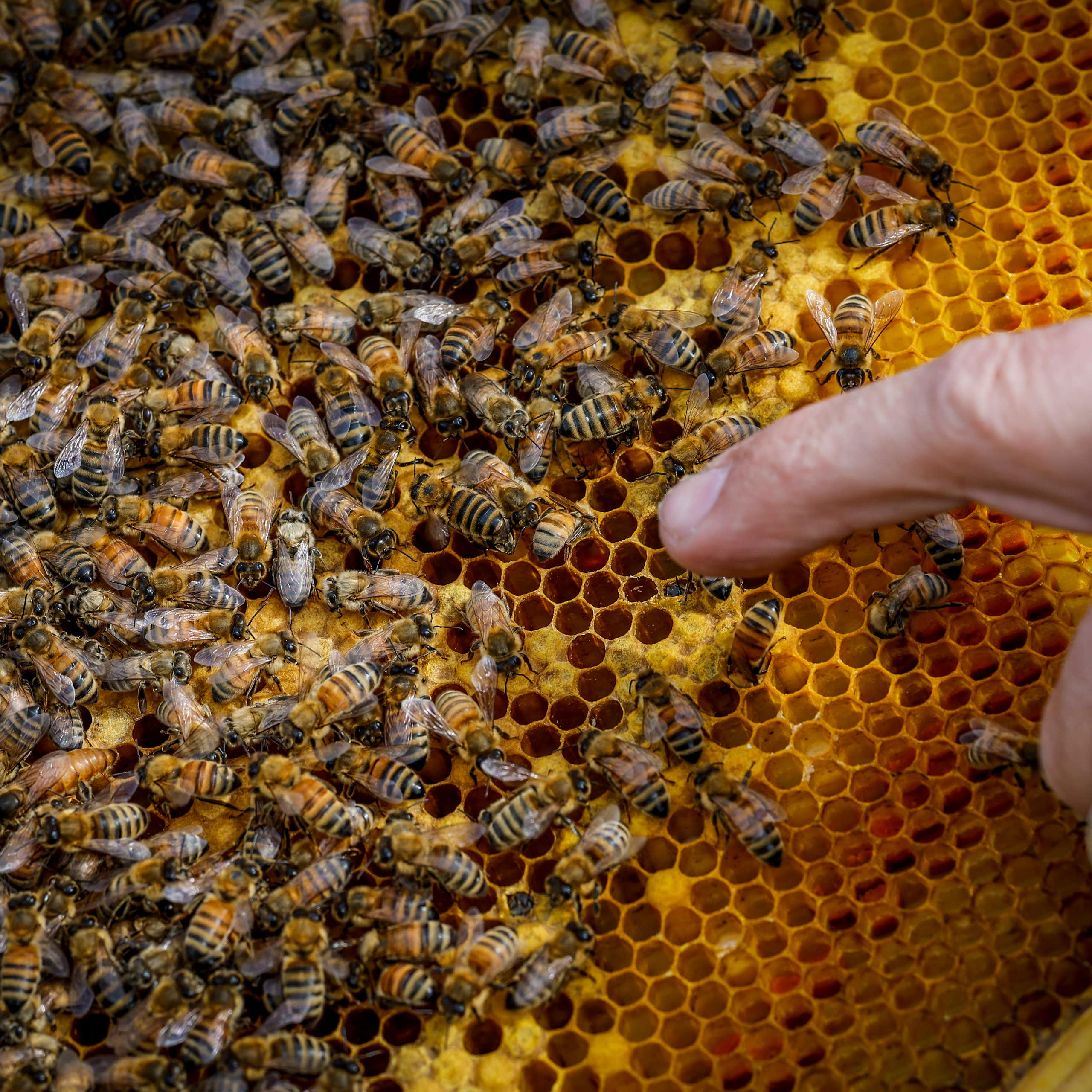 A hive of bees crawl over honeycomb next to a human hand.